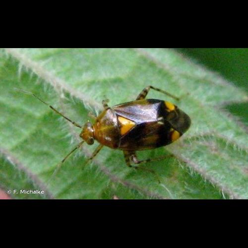 <i>Liocoris tripustulatus</i> (Fabricius, 1781) © F. Michalke