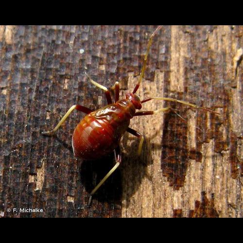 <i>Grypocoris sexguttatus</i> (Fabricius, 1777) © F. Michalke