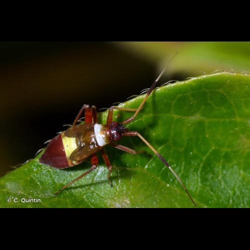<i>Closterotomus biclavatus</i> (Herrich-Schäffer, 1835) © C. Quintin