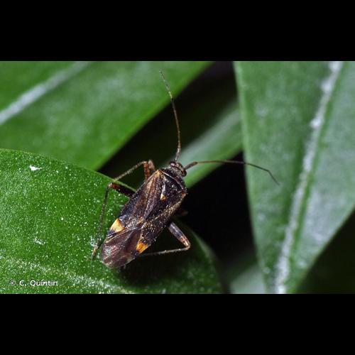 <i>Closterotomus fulvomaculatus</i> (De Geer, 1773) &copy; C. Quintin