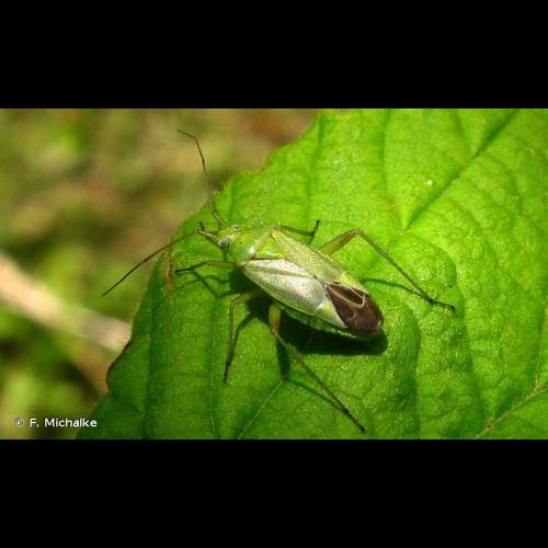 <i>Closterotomus norwegicus</i> (Gmelin, 1790) © F. Michalke