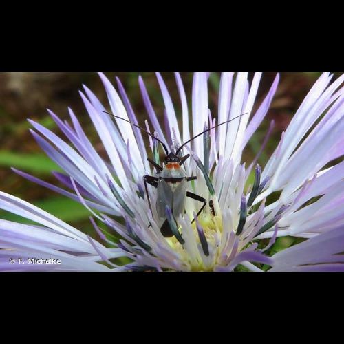 <i>Calocoris nemoralis</i> (Fabricius, 1787) © F. Michalke