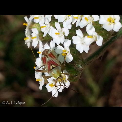 <i>Calocoris roseomaculatus</i> (De Geer, 1773) &copy; A. LEVEQUE
