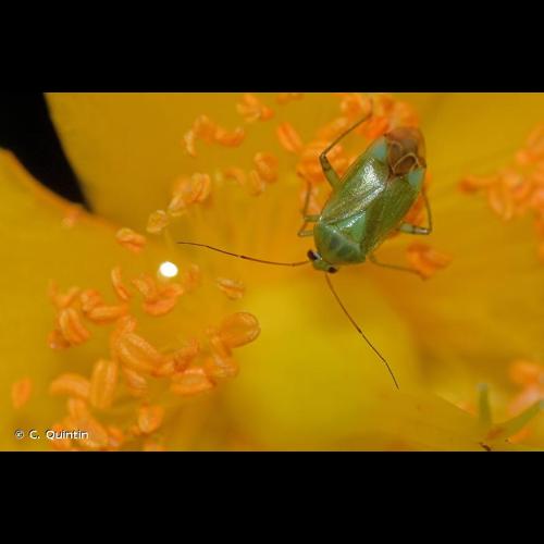 <i>Apolygus spinolae</i> (H. Meyer-Dür, 1841) © C. Quintin