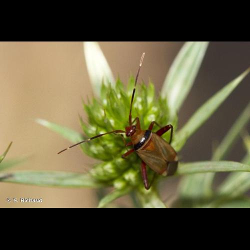 <i>Adelphocoris vandalicus</i> (Rossi, 1790) © S. Richaud