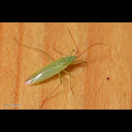 <i>Trigonotylus caelestialium</i> (Kirkaldy, 1902) &copy; C. Quintin