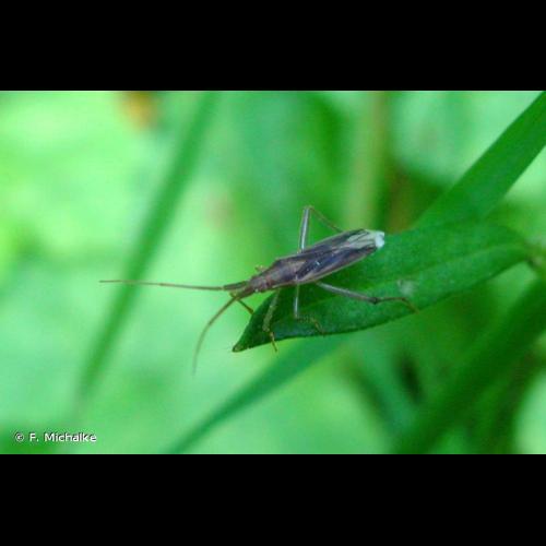 <i>Stenodema calcarata</i> (Fallén, 1807) © F. Michalke