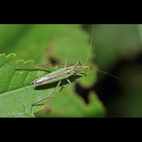 <i>Notostira elongata</i> (Geoffroy, 1785) © C. Quintin