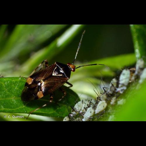 <i>Deraeocoris flavilinea</i> (A. Costa, 1862) © C. Quintin