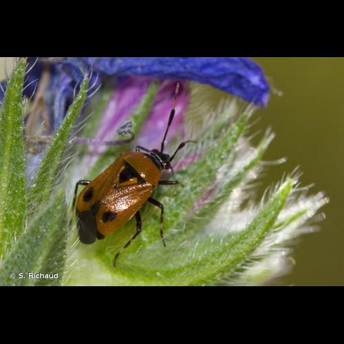<i>Deraeocoris punctum</i> (Rambur, 1839) © S. Richaud