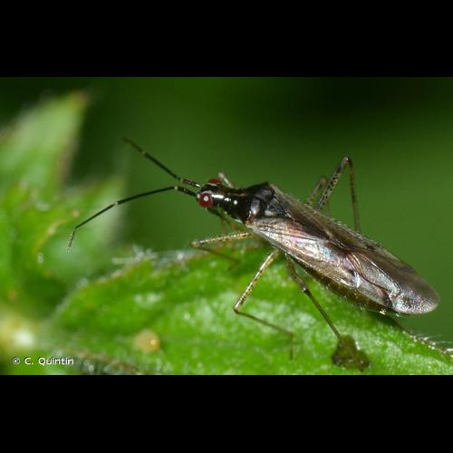 <i>Dicyphus errans</i> (Wolff, 1804) © C. Quintin