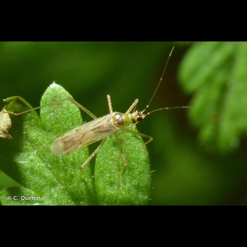 <i>Dicyphus pallidus</i> (Herrich-Schäffer, 1836) &copy; C. Quintin