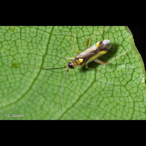<i>Campyloneura virgula</i> (Herrich-Schäffer, 1835) © C. Quintin