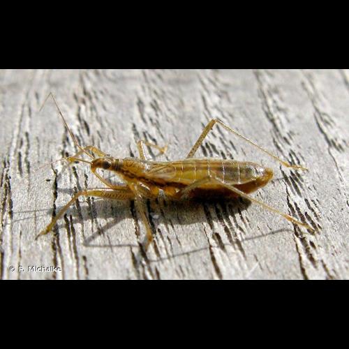 <i>Nabis limbatus</i> Dahlbom, 1851 © F. Michalke