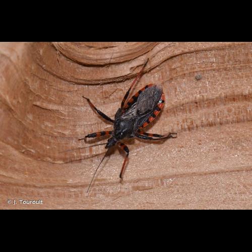 <i>Rhynocoris annulatus</i> (Linnaeus, 1758) © J. Touroult