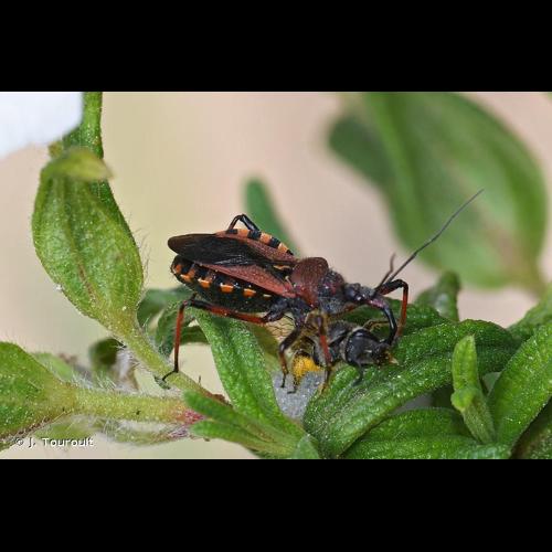 <i>Rhynocoris erythropus</i> (Linnaeus, 1767) © J. Touroult