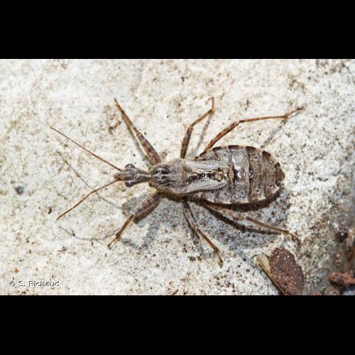 <i>Coranus griseus</i> (Rossi, 1790) © S. Richaud