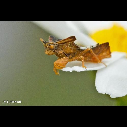 <i>Phymata crassipes</i> (Fabricius, 1775) © S. Richaud