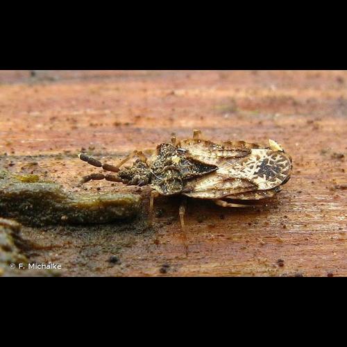 <i>Aradus depressus</i> (Fabricius, 1794) © F. Michalke