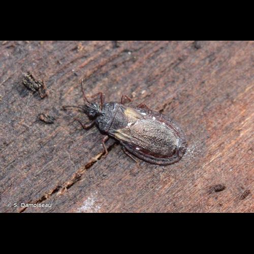 <i>Aneurus avenius</i> (Dufour, 1833) © S. Damoiseau