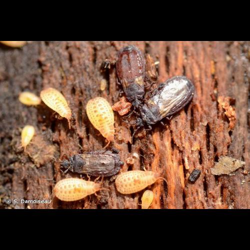 <i>Aneurus laevis</i> (Fabricius, 1775) © S. Damoiseau