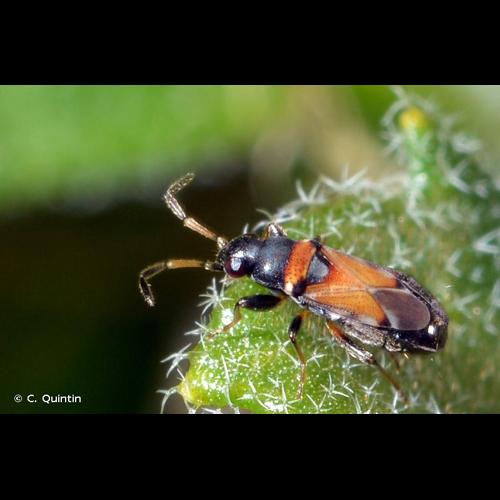 <i>Ischnocoris hemipterus</i> (Schilling, 1829) © C. Quintin