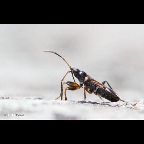 <i>Raglius alboacuminatus</i> (Goeze, 1778) © S. Richaud