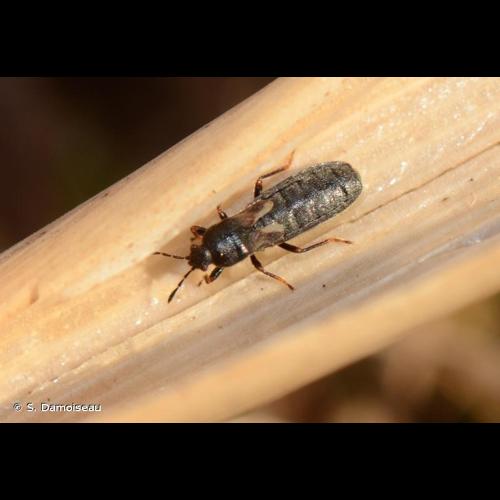 <i>Dimorphopterus spinolae</i> (Signoret, 1857) &copy; S. Damoiseau