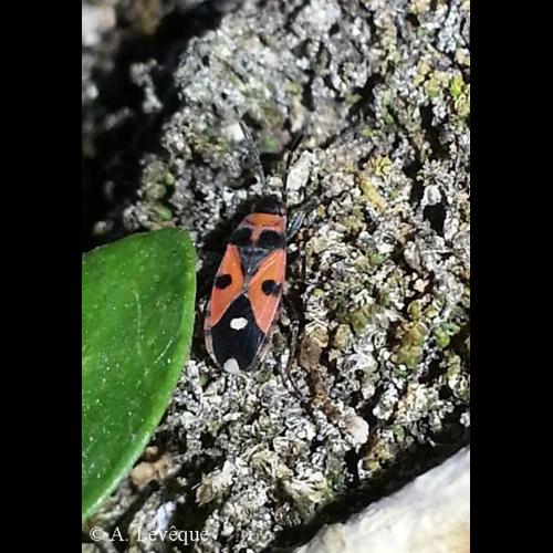 <i>Horvathiolus superbus</i> (Pollich, 1781) © A. LEVEQUE