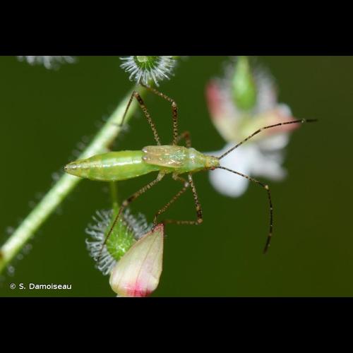 <i>Metatropis rufescens</i> (Herrich-Schäffer, 1835) © S. Damoiseau