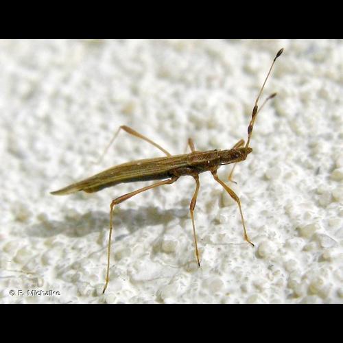 <i>Berytinus minor</i> (Herrich-Schäffer, 1835) © F. Michalke