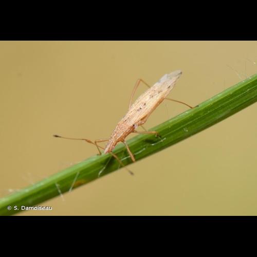 <i>Berytinus signoreti</i> (Fieber, 1859) © S. Damoiseau