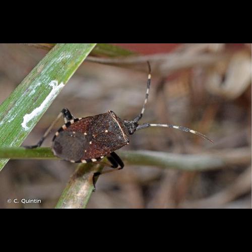 <i>Dicranocephalus agilis</i> (Scopoli, 1763) © C. Quintin