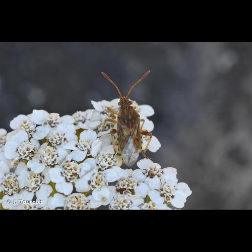 <i>Stictopleurus abutilon</i> (Rossi, 1790) © J. Touroult