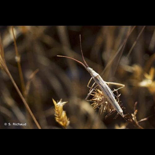 <i>Chorosoma schillingii</i> (Schilling, 1829) © S. Richaud