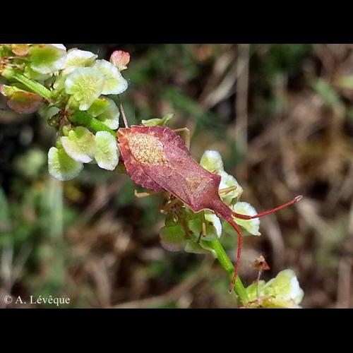<i>Haploprocta sulcicornis</i> (Fabricius, 1794) © A. LEVEQUE
