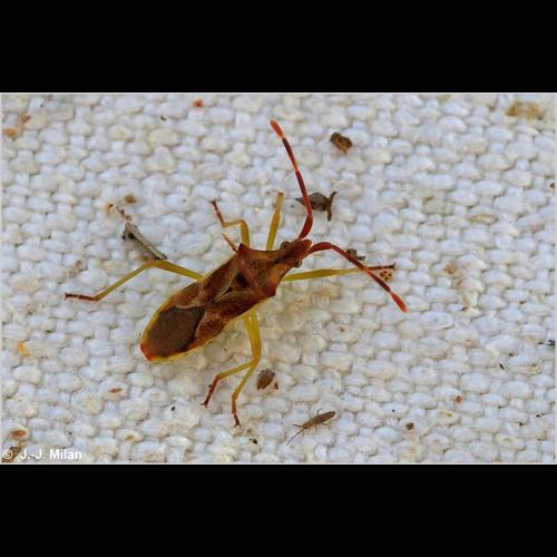 <i>Gonocerus juniperi</i> Herrich-Schäffer, 1839 © NULL