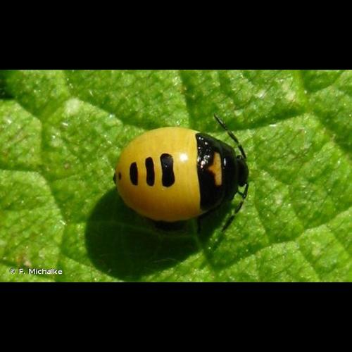 <i>Tritomegas bicolor</i> (Linnaeus, 1758) © F. Michalke