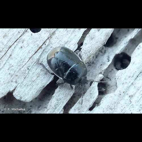 <i>Legnotus limbosus</i> (Geoffroy, 1785) © F. Michalke
