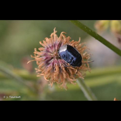 <i>Canthophorus impressus</i> (Horváth, 1881) © J. Touroult