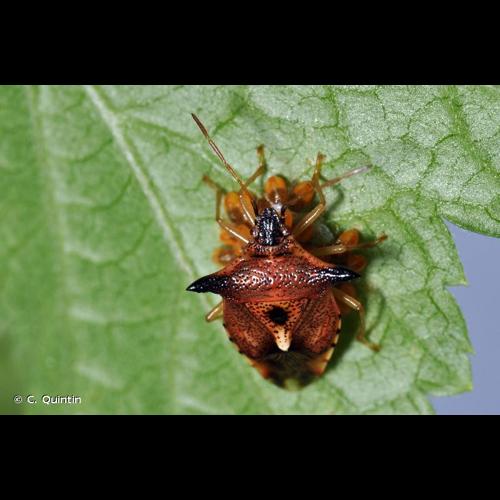 <i>Elasmucha ferrugata</i> (Fabricius, 1787) © C. Quintin