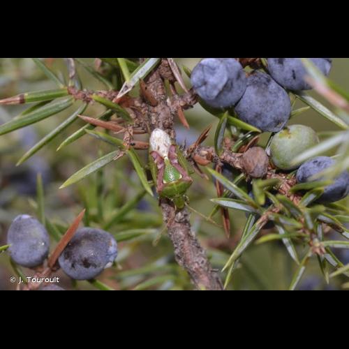 <i>Cyphostethus tristriatus</i> (Fabricius, 1787) © J. Touroult