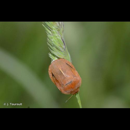 <i>Eurygaster austriaca</i> (Schrank, 1776) © J. Touroult
