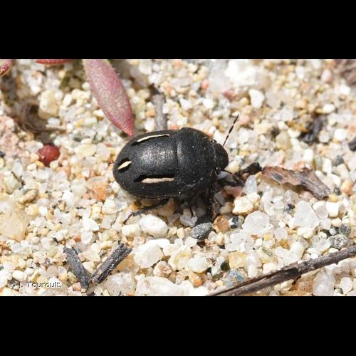 <i>Odontoscelis fuliginosa</i> (Linnaeus, 1761) © J. Touroult.