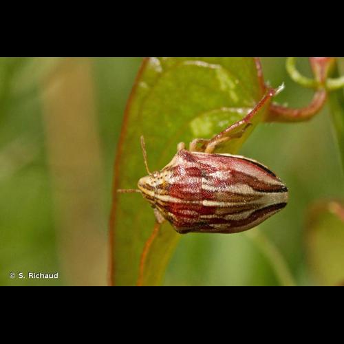 <i>Odontotarsus purpureolineatus</i> (Rossi, 1790) © S. Richaud