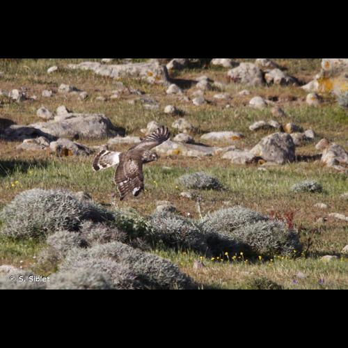 <i>Circus cyaneus</i> (Linnaeus, 1766) &copy; S. Siblet