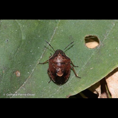 <i>Rubiconia intermedia</i> (Wolff, 1811) © Cochard Pierre-Olivier