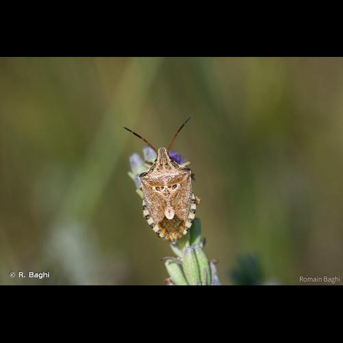 <i>Codophila varia</i> (Fabricius, 1787) &copy; R. Baghi