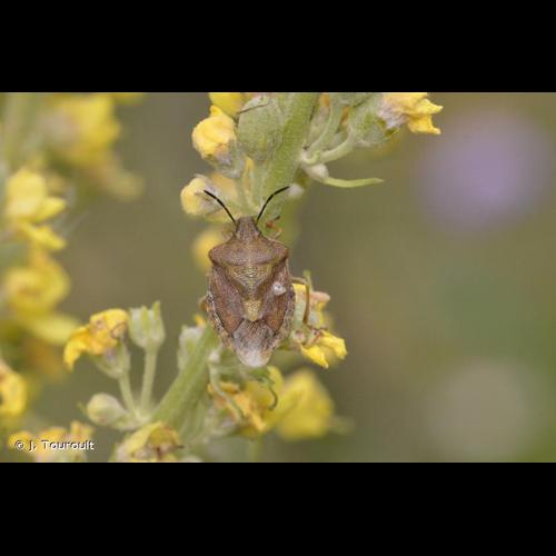 <i>Carpocoris melanocerus</i> (Mulsant & Rey, 1852) &copy; J. Touroult