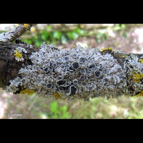 <i>Physcia leptalea</i> (Ach.) DC., 1805 © J. Vallade